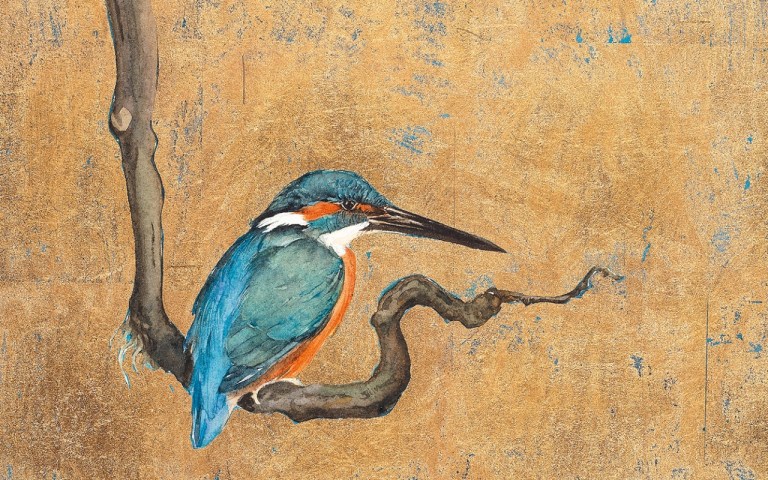 gold_kingfisher
